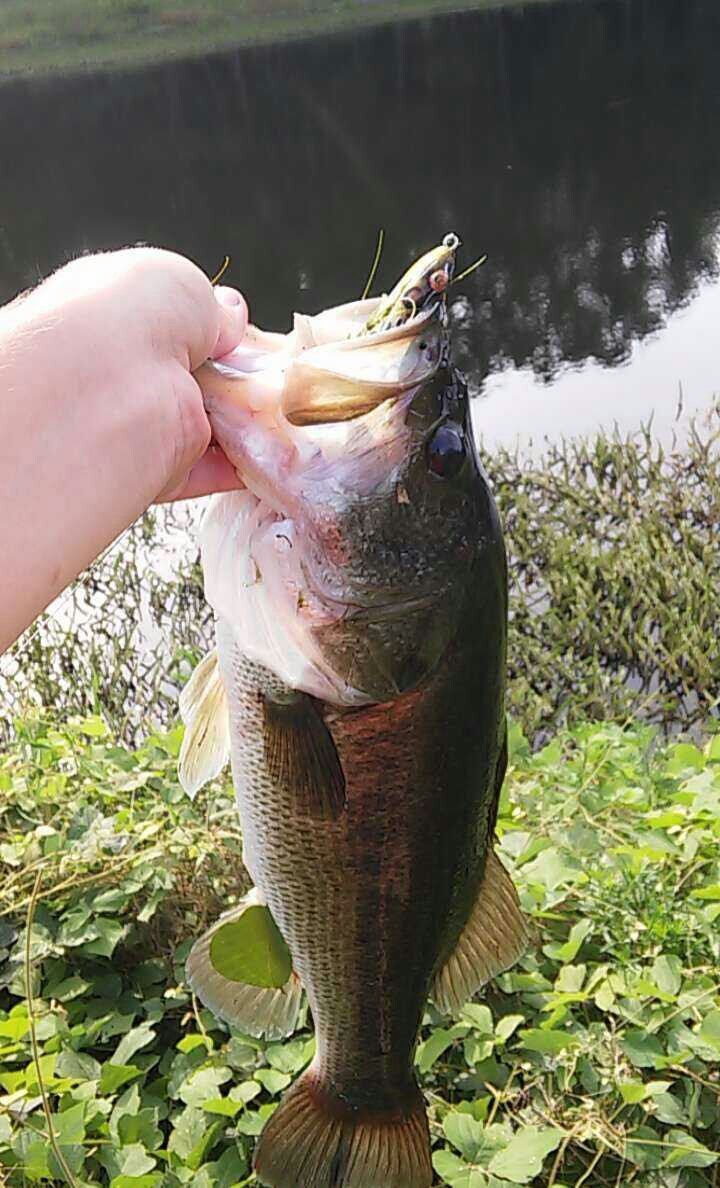 NateAnsay's tweet photo. Bass fishing kingstree sc
Tearinem up
#frogfishin
#grassypondsarethebest
#fishinislivein
#fishtillucaintnomo https://t.co/haczvqvLQY