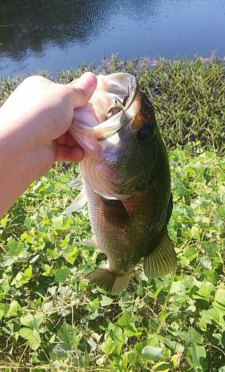 NateAnsay's tweet photo. Bass fishing kingstree sc
Tearinem up
#frogfishin
#grassypondsarethebest
#fishinislivein
#fishtillucaintnomo https://t.co/haczvqvLQY