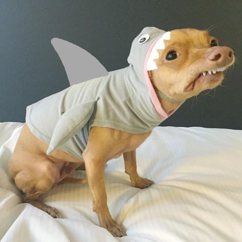 Phark Week - Tuna (aka Phteven) the Chihuahua Dachshund gets into the #SharkWeek spirit.