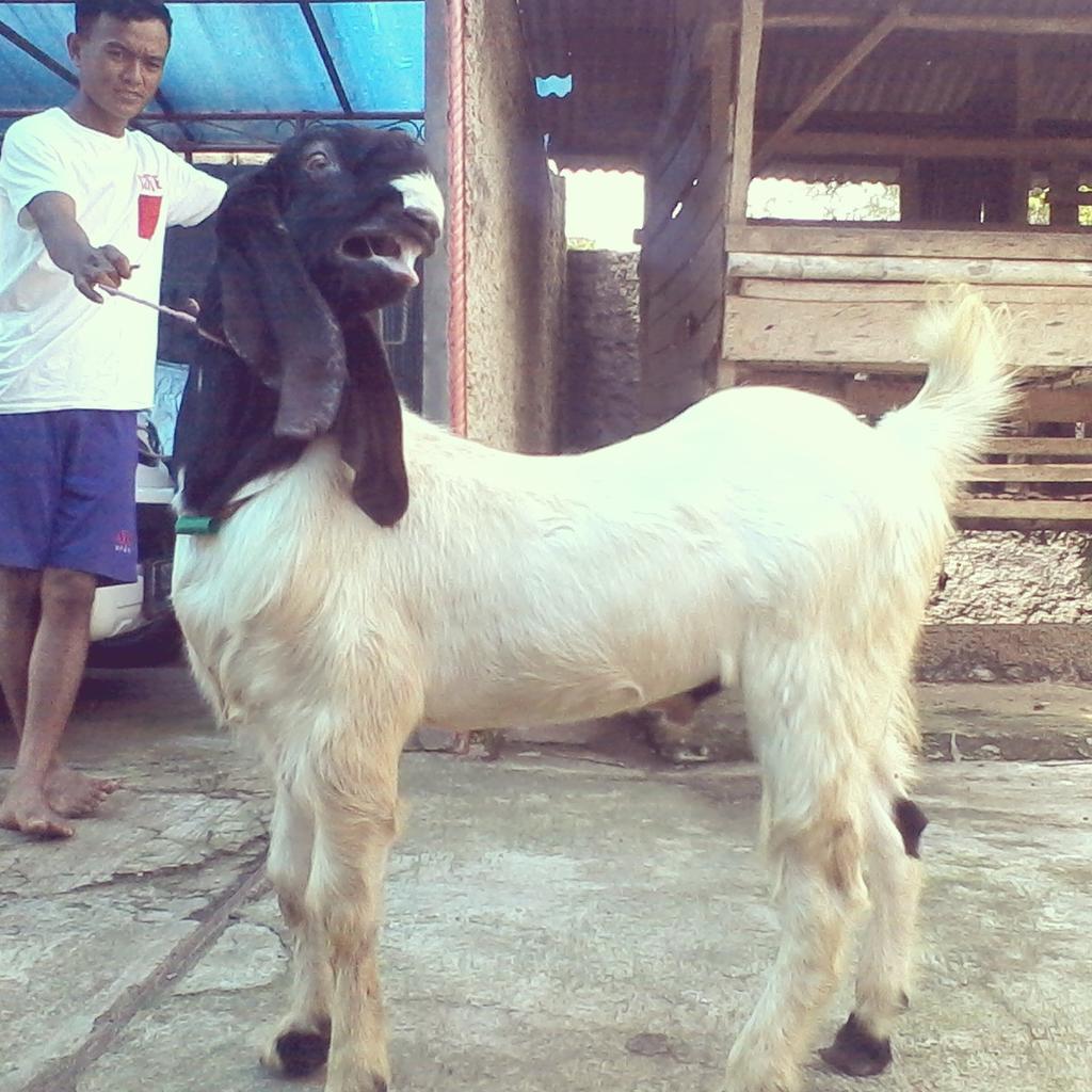 kampung_domba's tweet photo. Kambing sehat siap kami pasarkn untuk ibadah qurban anda.
info : 085771324668 
https://t.co/fLAVsPXvhz
#kampungdomba https://t.co/XDZQY6wKB3