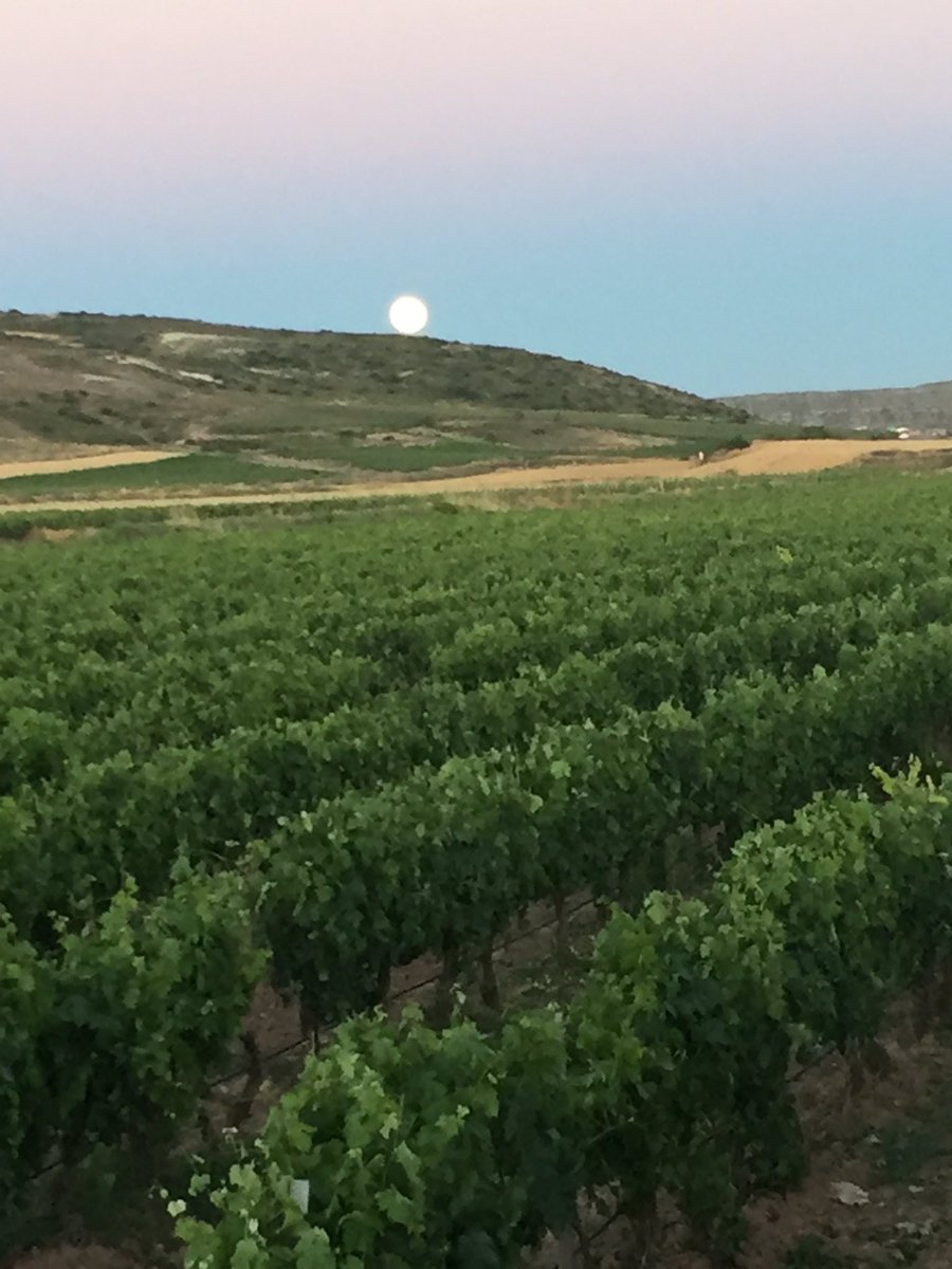 Esta noche,luna llena entre viñedos!!