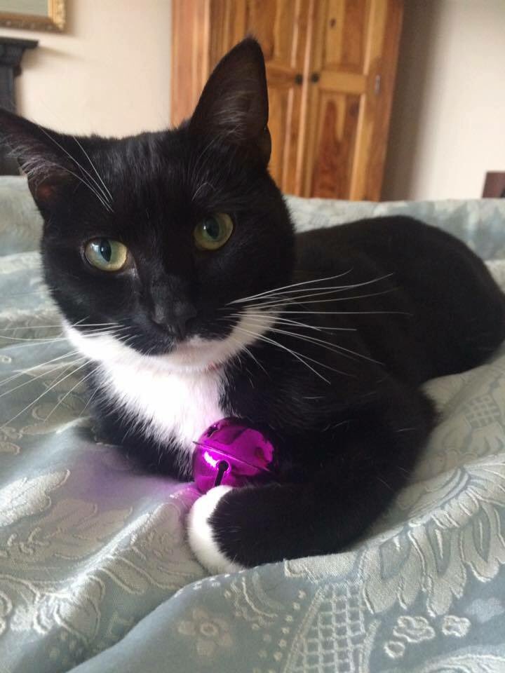 This is Betsy. She was murdered on evening of 17.06  #erdington #birmingham #LDNCatKiller 

goo.gl/yl1Tl0