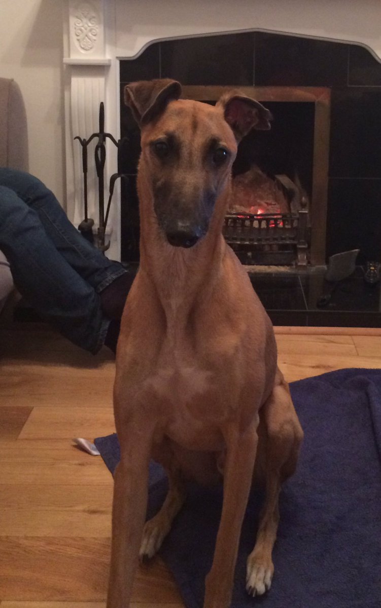 Belfast Vets4Pets tweet media