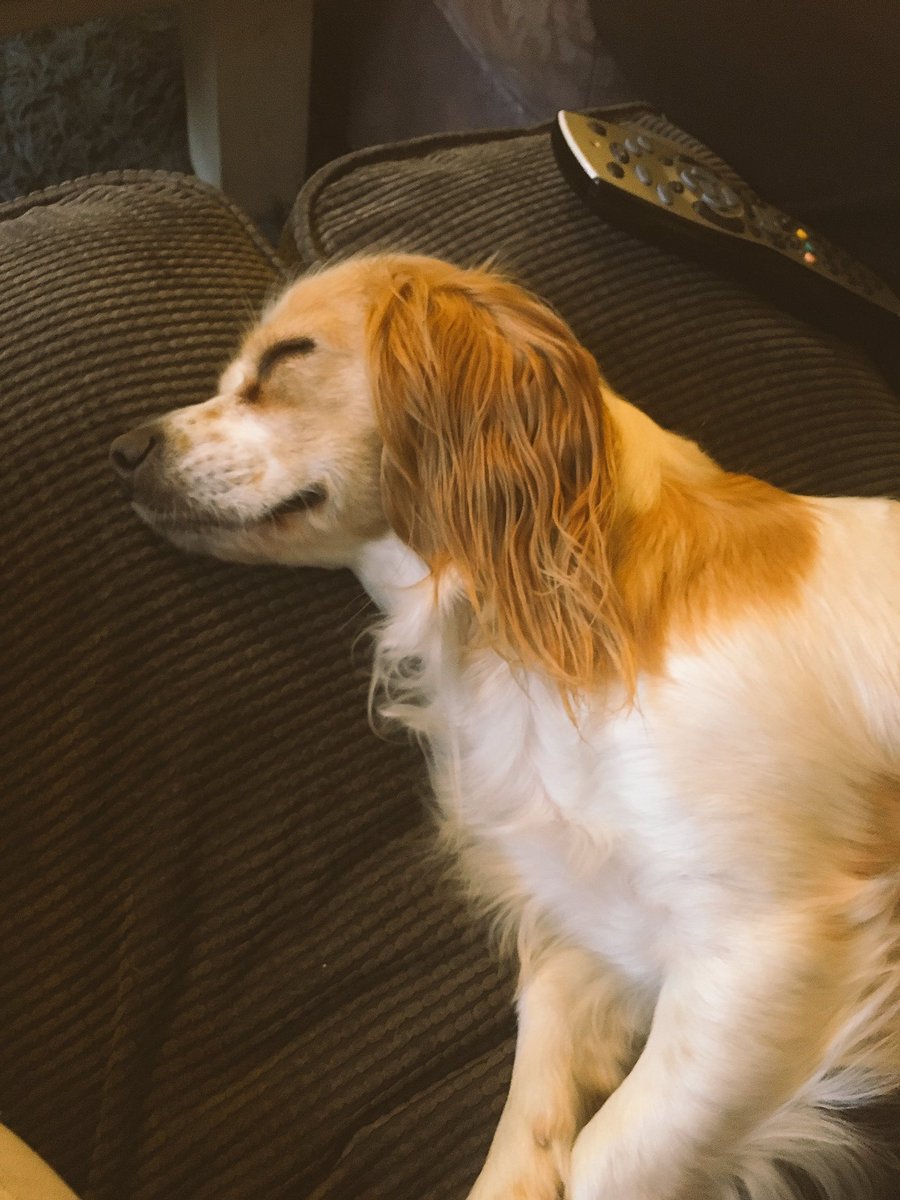 gemsruby's tweet image. My dog loving the England match