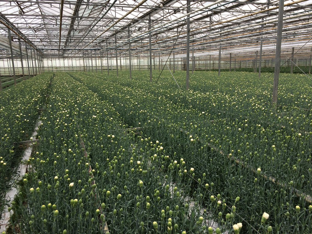 1000 m2 meter #White Liberty #oogsten. Zal wel snel gaan de komende week.