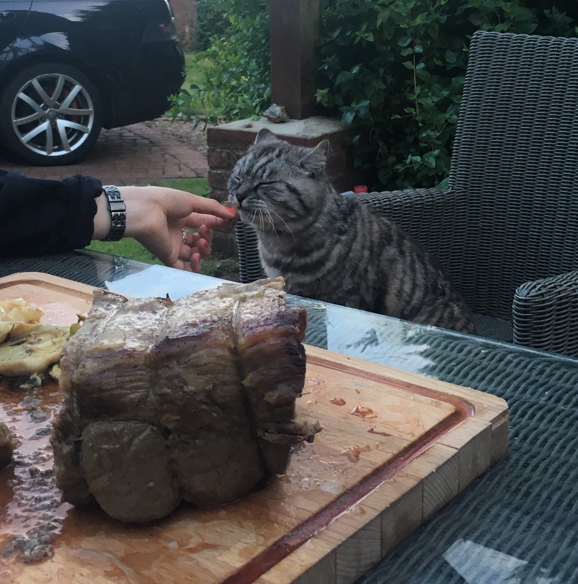 BraileyFace's tweet image. Fargo is worried for British farmers if we vote leave. Staying together smells so good #CatsAgainstBrexit