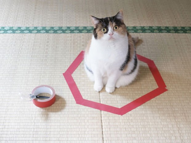 federicacocco's tweet photo. #CatsAgainstBrexit because they love red tape https://t.co/d2V6K0hJ7o