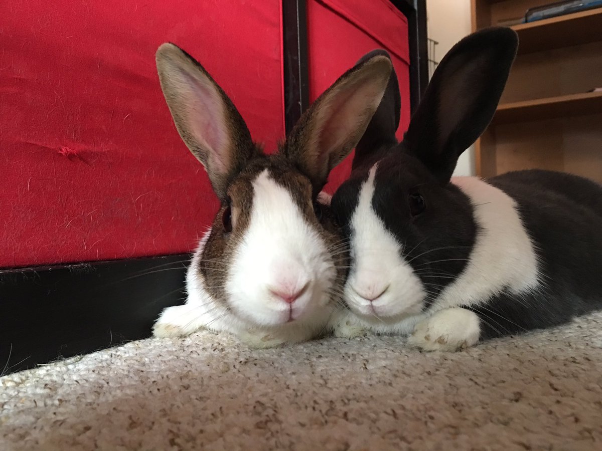 WafflesWillow's tweet photo. @bluecross_BAC @billyrescuebun @BurgessPetCare #buddiesforbunnies #rabbits #RabbitAwarenessWeek https://t.co/p6fsZzobCf