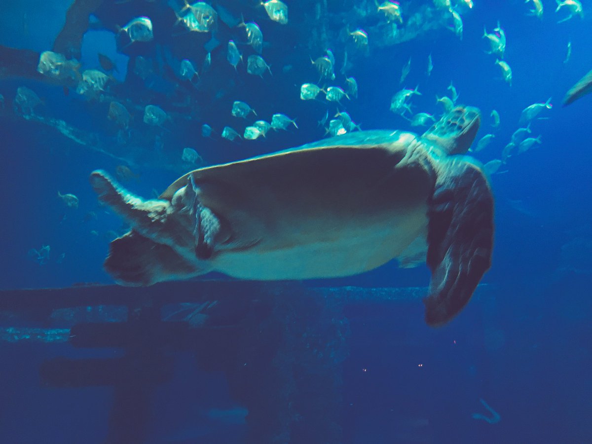 MikeDoria's tweet photo. #FINDINGDORIA hanging @shark_reef which is celebrating its 16th anniversary today! https://t.co/VGhZGYCqt9