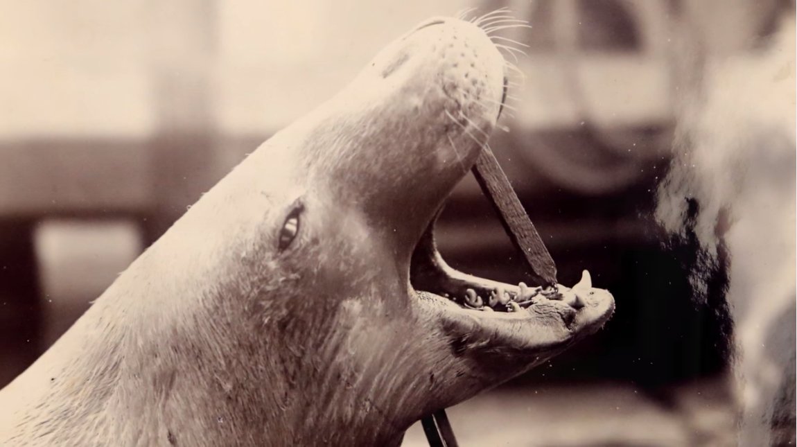 royalsociety's tweet image. A look at the stunning photos on Captain Scott's Discovery Expedition in Antarctica youtu.be/eIzY-LO-h8w