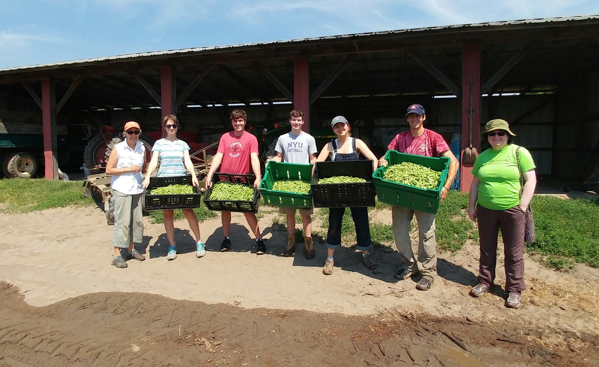 rollingharvest's tweet photo. Harvested 100 lbs of #snap peas at #Traugers Farm headed to the pantries tomorrow https://t.co/KxFuI8AYpP