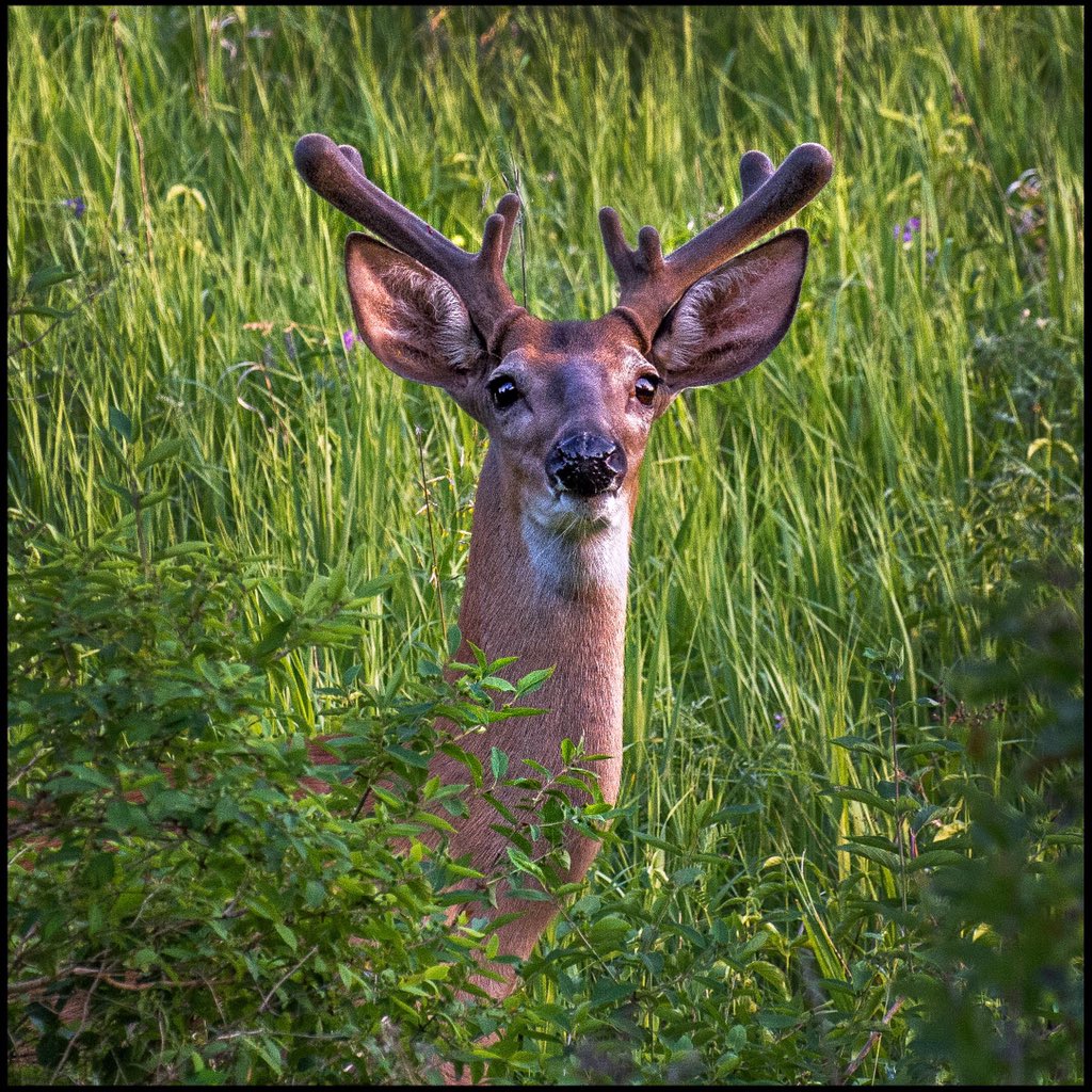 Rod1979D's tweet image. Saw a buck on the Don Valley bike trail. #deer #buck #wildlife