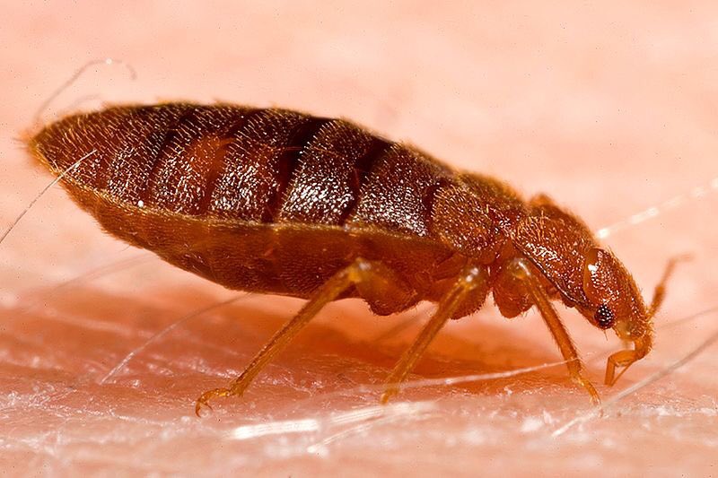 #DidYouKnow #bedbugs can ingest 7 times their weight in blood? #PestControl #BedBugWeek