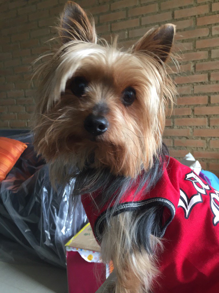 linisisima's tweet photo. Buscamos a Messi perdido por la zona de Santa Paula el cafetal, se ofrece recompensa https://t.co/j37iec9ZCR