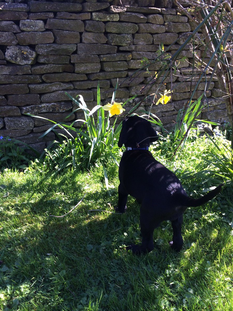 GATheLab's tweet photo. Oooh - The sweet smell of Independence!#DogsforBrexit #VoteLeave #EUref https://t.co/sU5kWQ1Kck