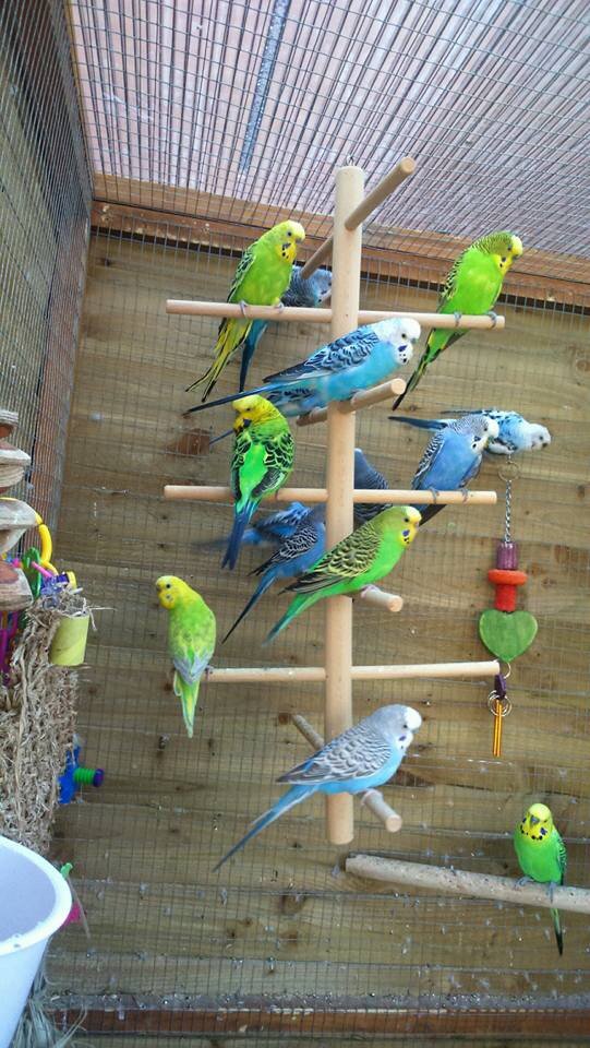 dailyparrotres1's tweet photo. Budgies available for adoption,home checks apply,thank you https://t.co/gnbRA2lxn2