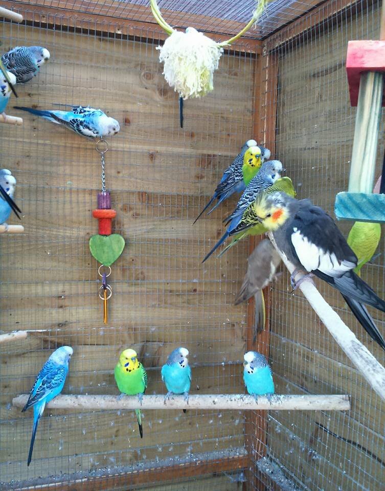 dailyparrotres1's tweet photo. Budgies available for adoption,home checks apply,thank you https://t.co/gnbRA2lxn2