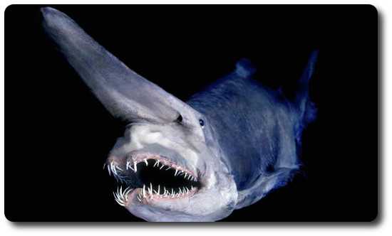 jclubnd's tweet photo. The rare deep-sea "living fossil", the Goblin shark can be found off the coast of Japan. #jfact #Japan #sharks https://t.co/wP9p8eAZvk