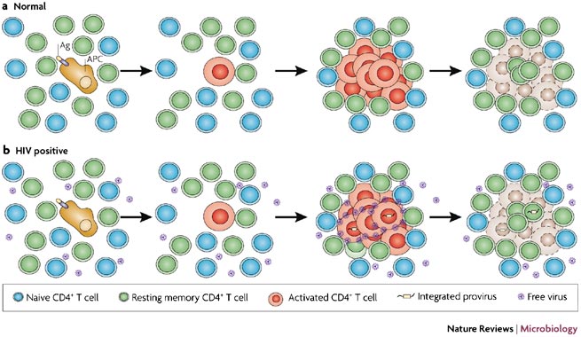 Labiotech_eu's tweet image. #Immunotherapy reaches Breakthrough in eliminating #HIV @Immunocore ow.ly/6gLa301cFcL