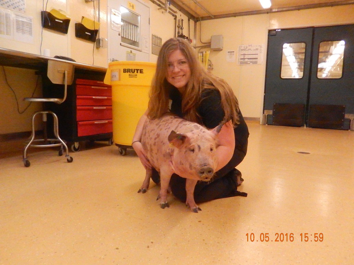 PrometheonPharm's tweet photo. @BlueMarbleSpace 7d insulin #PatchOnPig study begun. Next goal @US_FDA clinical trial. Thx to our friends at BMSIS. https://t.co/3Q2s9UCt61