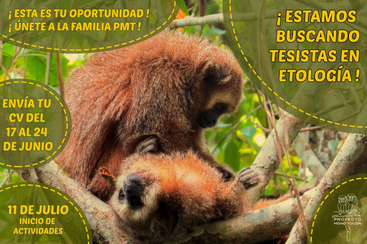 PROYECTO MONO TOCÓN tweet media