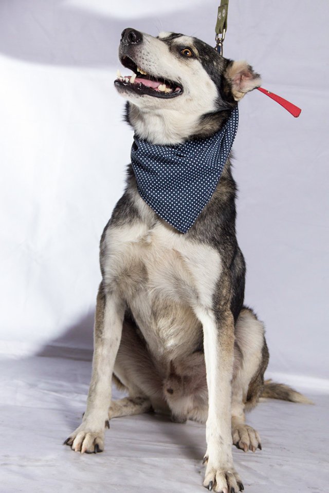 F_GarrasyPatas's tweet photo. #BuscanHogarGyP PASCUAL mezcla Husky Siberiano 3 años mediano ama le hagan mimos. Ana solo whatsapp +569 81469427 🐶❤ https://t.co/o2aADfhWjN