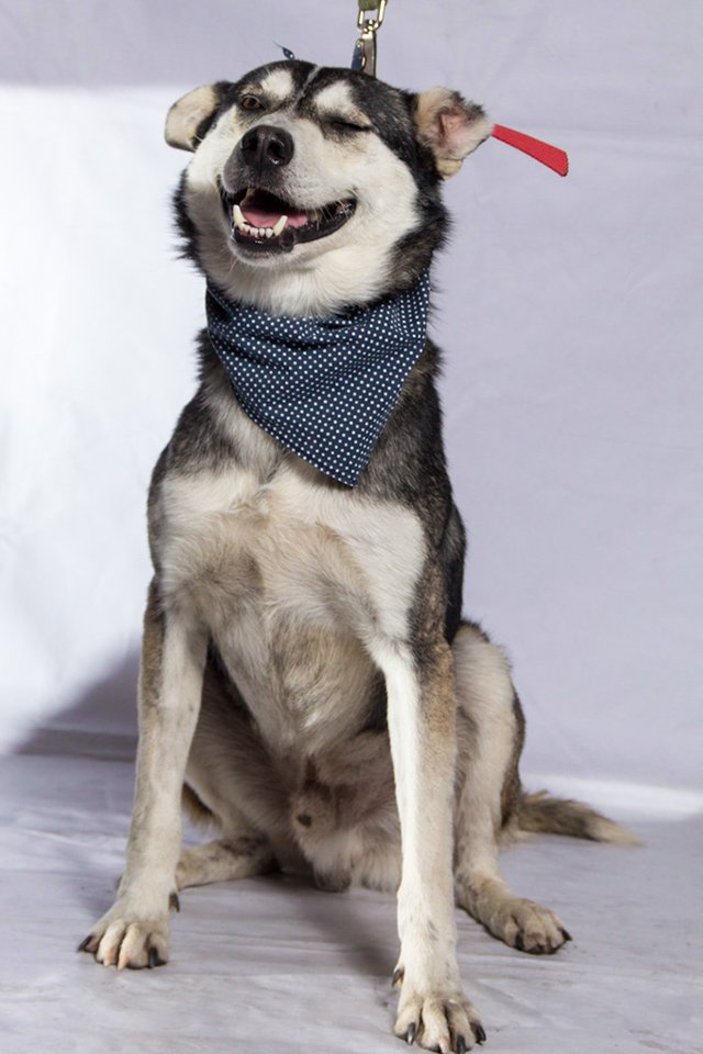 F_GarrasyPatas's tweet photo. #BuscanHogarGyP PASCUAL mezcla Husky Siberiano 3 años mediano ama le hagan mimos. Ana solo whatsapp +569 81469427 🐶❤ https://t.co/o2aADfhWjN