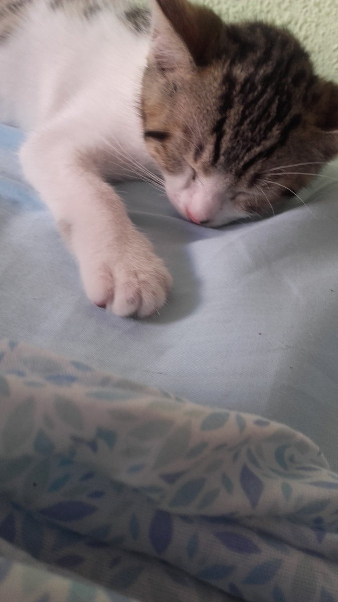 Eviamoreno22's tweet photo. Lo más bonito que tenemos, cada día más mayor y más bonito TIGER😻😻😻 ! @ivan_o_beach https://t.co/oJELn90tap