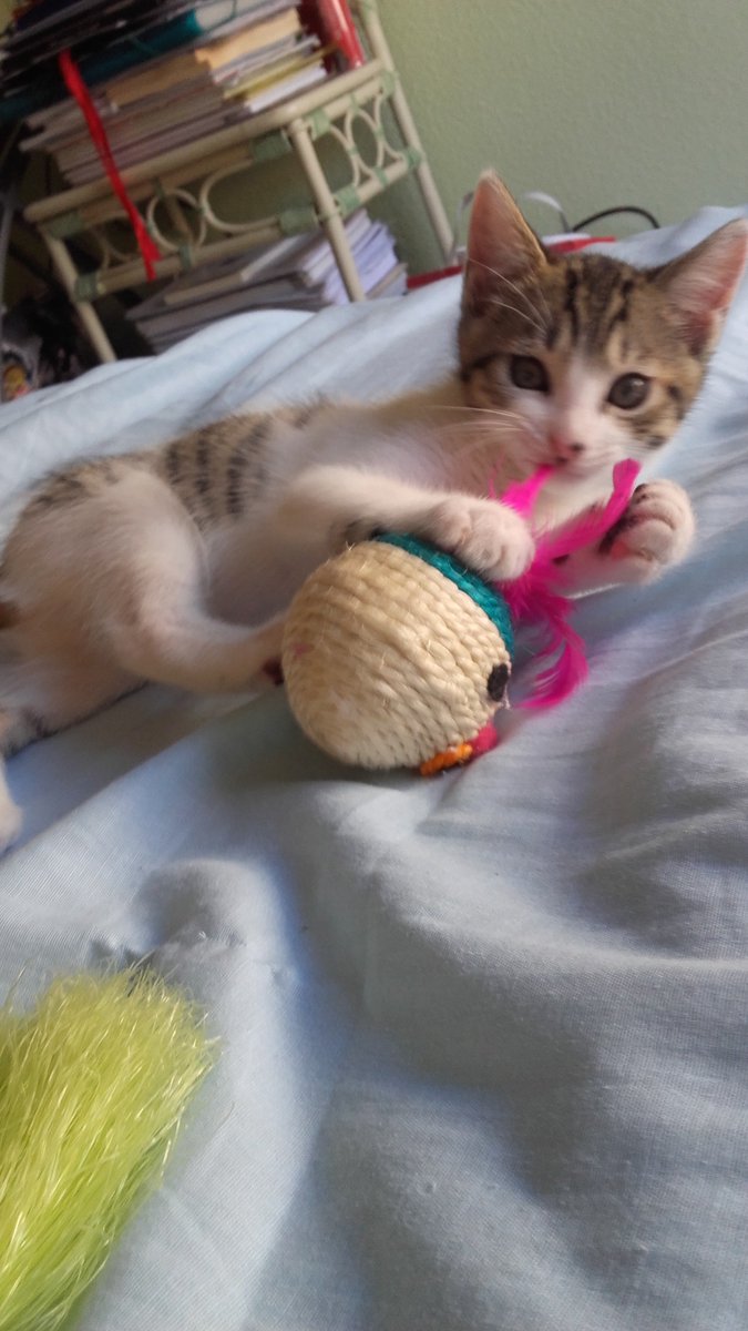 Eviamoreno22's tweet photo. Lo más bonito que tenemos, cada día más mayor y más bonito TIGER😻😻😻 ! @ivan_o_beach https://t.co/oJELn90tap