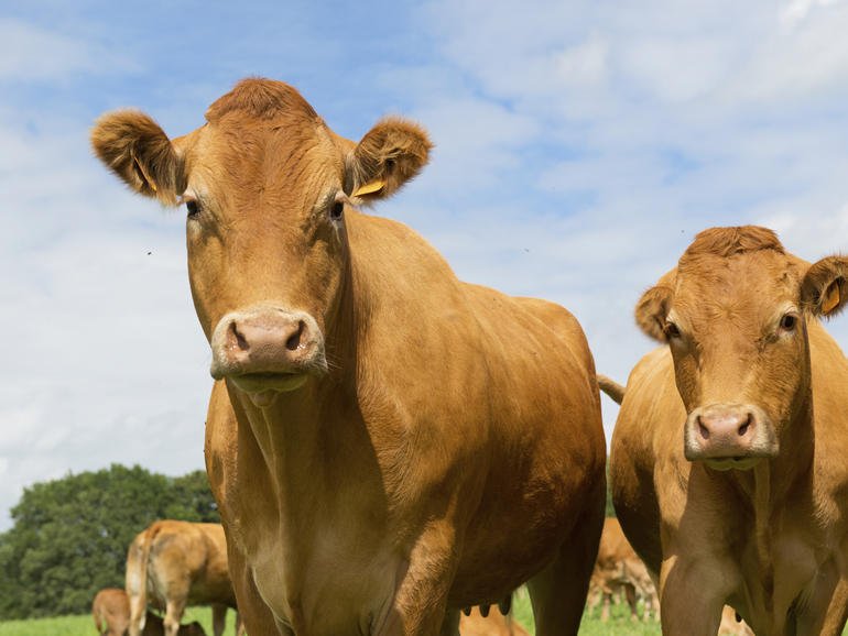 CoolanCo's tweet photo. How remote farmers are accessing #bigdata, via @TechRepublic https://t.co/XK3dXrS3Gv https://t.co/LDgCzESfBu