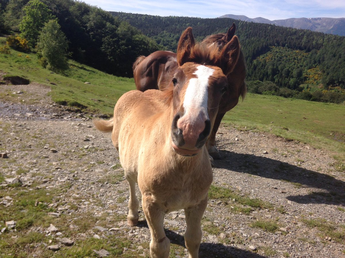 pepcoma's tweet photo. No hi ha res com fer una bona caminada amb la millor companyia #cavalls #eugues #natura #molló https://t.co/sdehDwCQoc