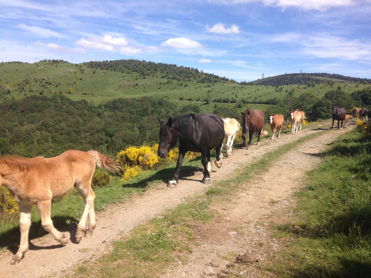 pepcoma's tweet photo. No hi ha res com fer una bona caminada amb la millor companyia #cavalls #eugues #natura #molló https://t.co/sdehDwCQoc
