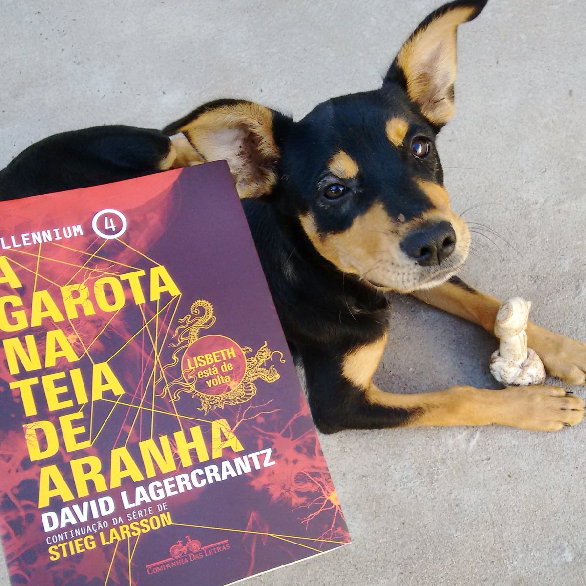 clamitsue's tweet photo. Lisbeth está de volta!
#livro que troquei pelo #SkoobPlus... E cachorrinha que adotamos ontem!
#livros #book https://t.co/b00KdN2MSU