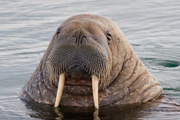 UWS (@uniwestscotland) on Twitter photo Something for our <a href="/UWSZoology/">UWS Zoology Society</a> students at #EURO2016 tonight, apparently... #WALRUS Something for our <a href="/UWSZoology/">UWS Zoology Society</a> students at #EURO2016 tonight, apparently... #WALRUS