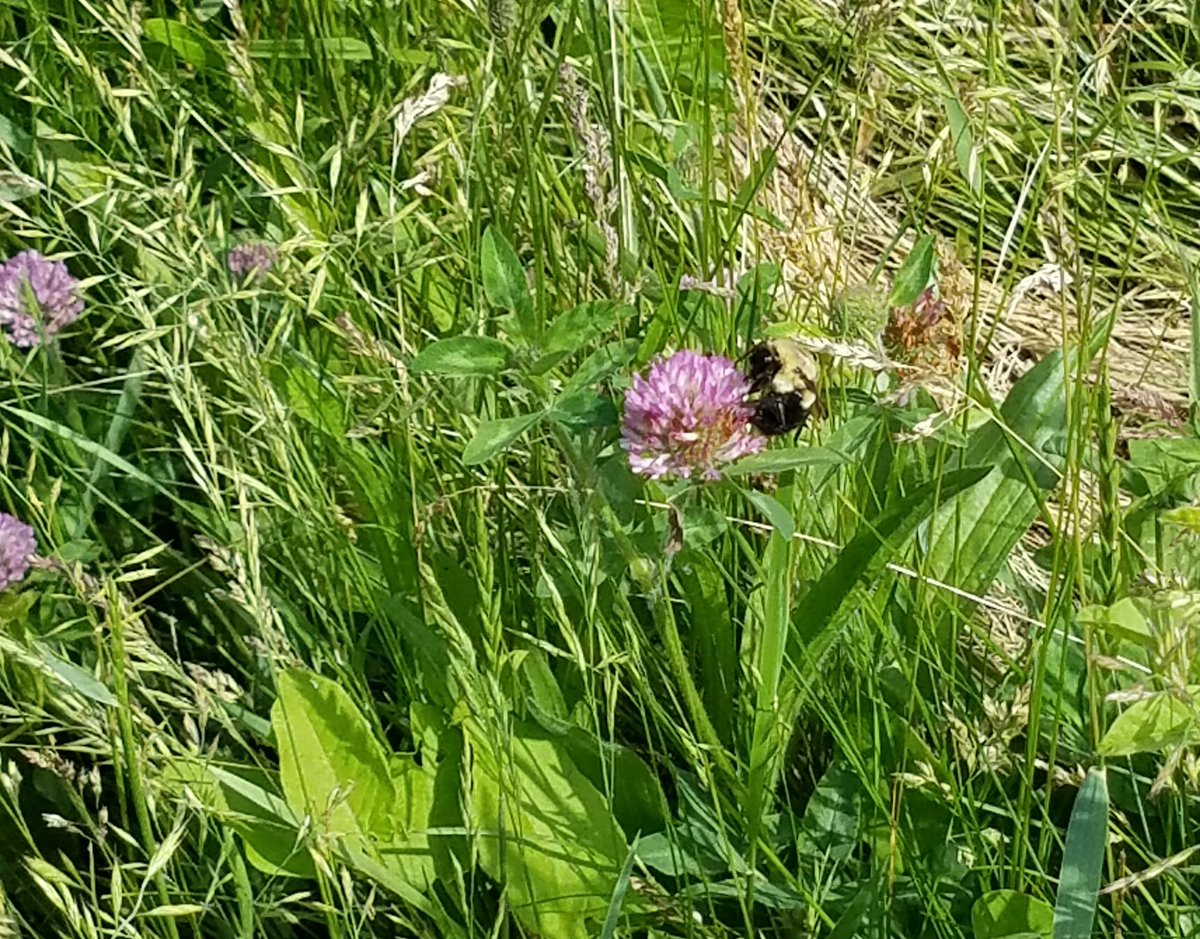 USFRA's tweet photo. What's all the buzz about? It's #NationalPollinatorWeek! https://t.co/9GKXz37z6O https://t.co/wL5tgNWp6X