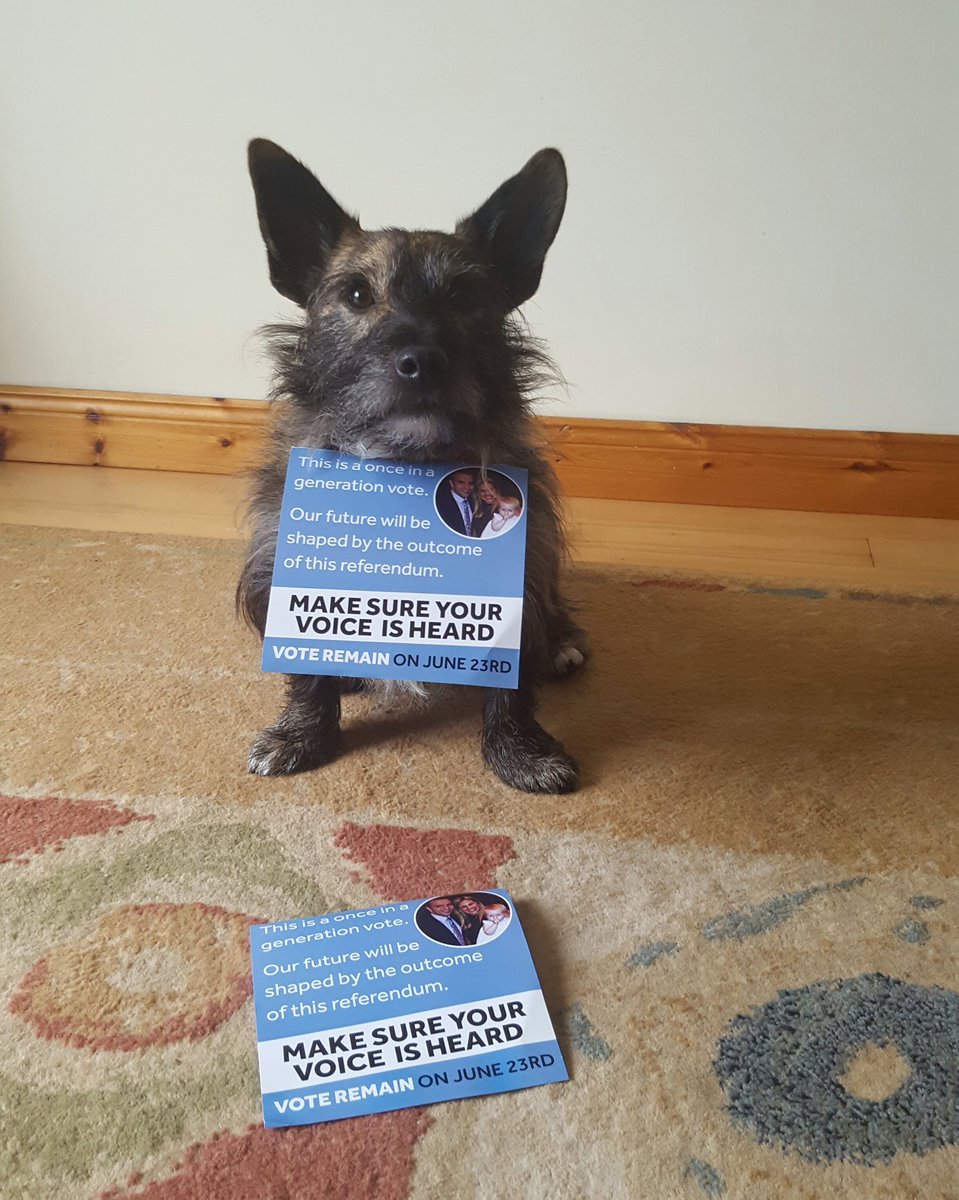 #terriersagainstbrexit