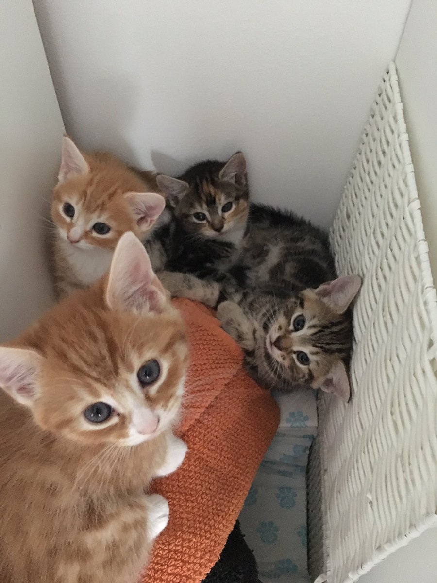 KittensCam's tweet photo. Basketful of kittens #sansa #prince #rooney and #khally https://t.co/f8JbP8eDVA
