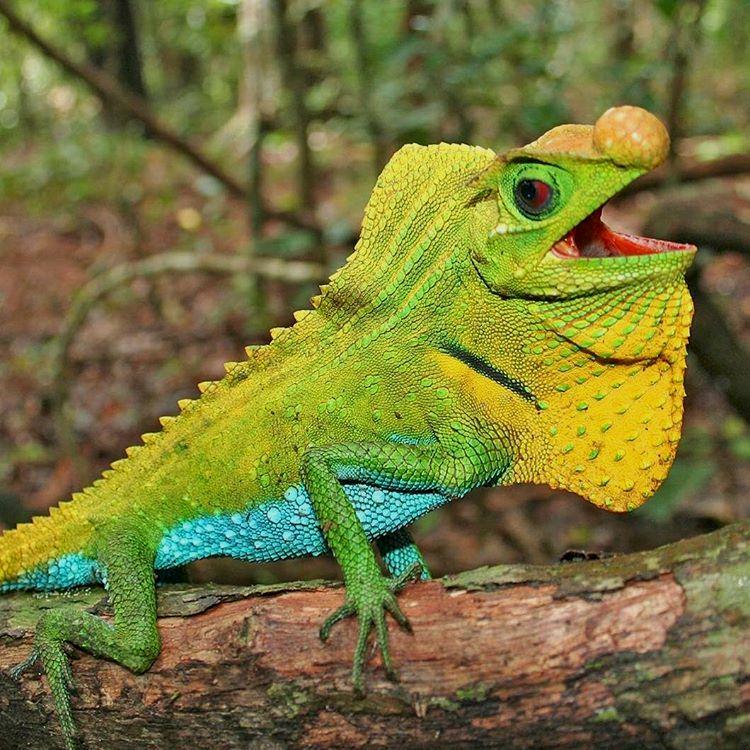 MythicReptiles's tweet photo. What a beautiful reptile! Can you name the species? Tag a friend who would want to see this thing!
#reptiles #reptil https://t.co/erBobCTaT5