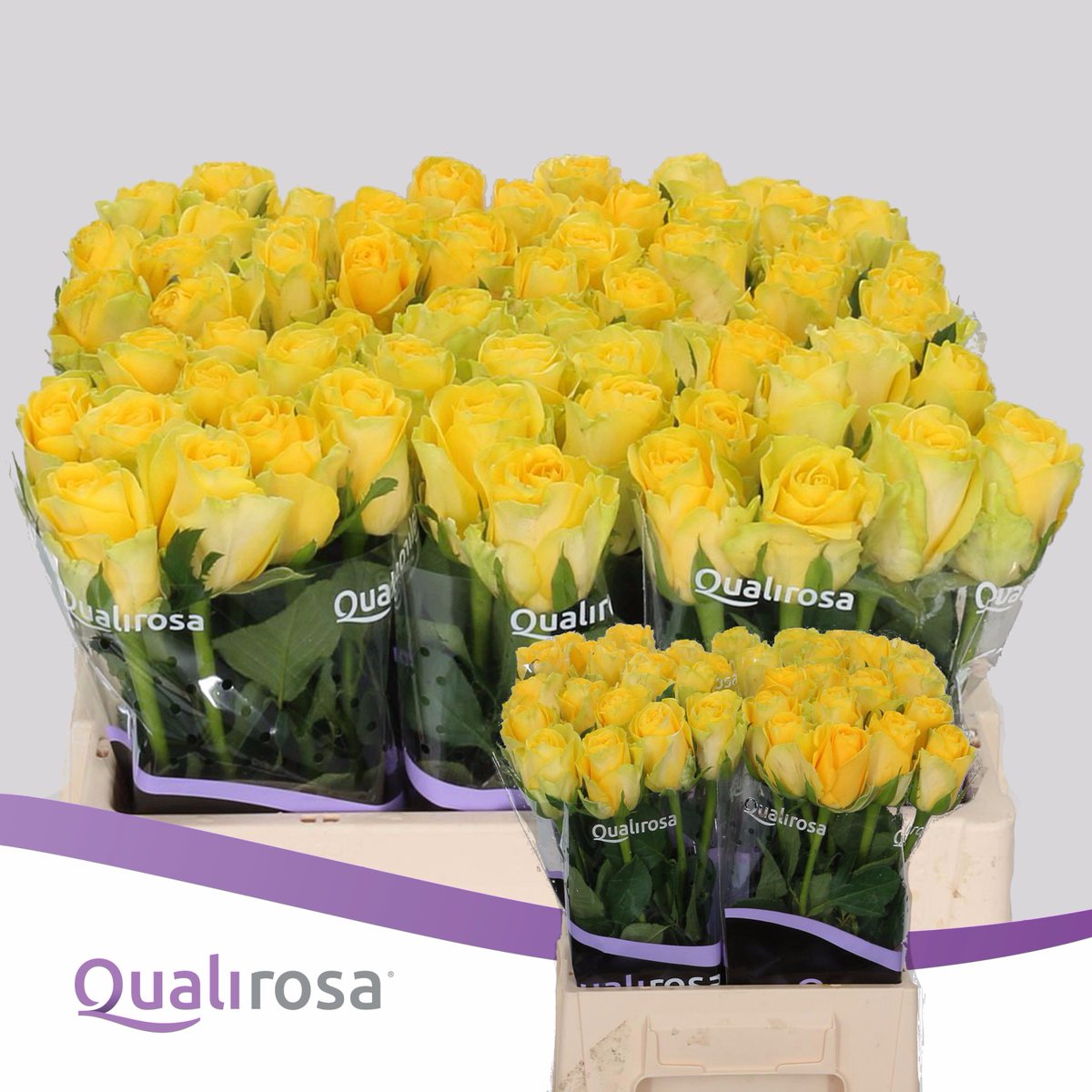 QualiRosa's tweet photo. We welcome a new celebrity: Yellow Qualirosa
Your new preferred yellow rose? #Qualirosa #Qualityroses #Roses #Rozen https://t.co/MOaLjbL5PA