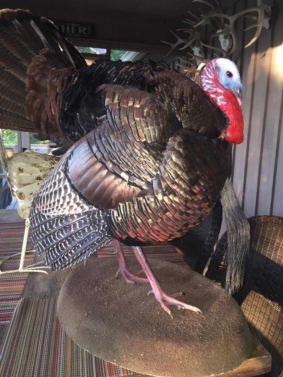 This one is stuck on the back porch for now! @ChristieW28 isn't letting it roost anywhere else.