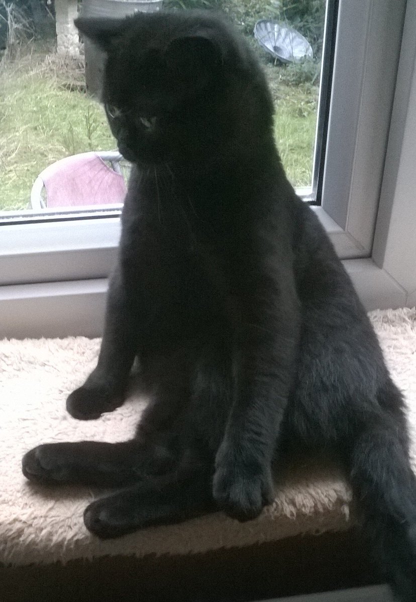 kittycreativeco's tweet photo. Odi is confused, what even is a brexit? #CatsAgainstBrexit https://t.co/6YQAevJEAb