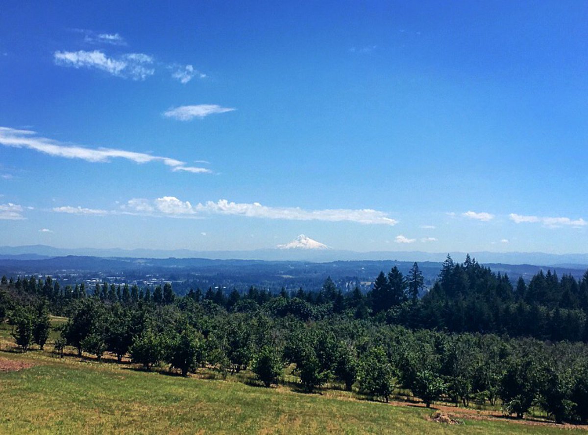 CtrlAltDeltaco's tweet photo. Not a bad place to spend the workday 🏔❤️ #mtHood #view #vineyards #hazelnutTrees (@ Oregon) https://t.co/bICnrExaFW https://t.co/NYfVgSj4q3