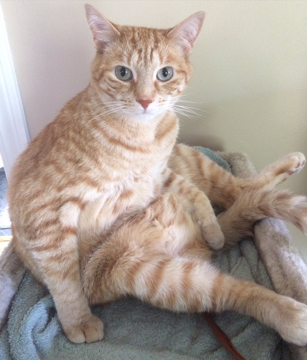 This dingus was mad at me when I left and was mad at me when I got home.   Good thing food makes him happy