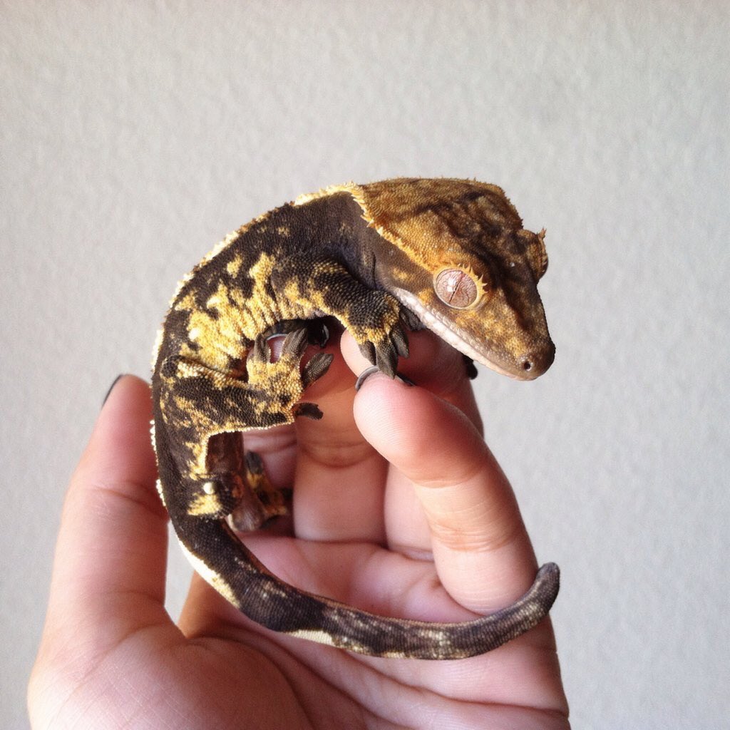 WeRateLizards's tweet photo. bruh what mascara do they use? need 2 cop 😩 9/10 https://t.co/FVmBIsHDKi