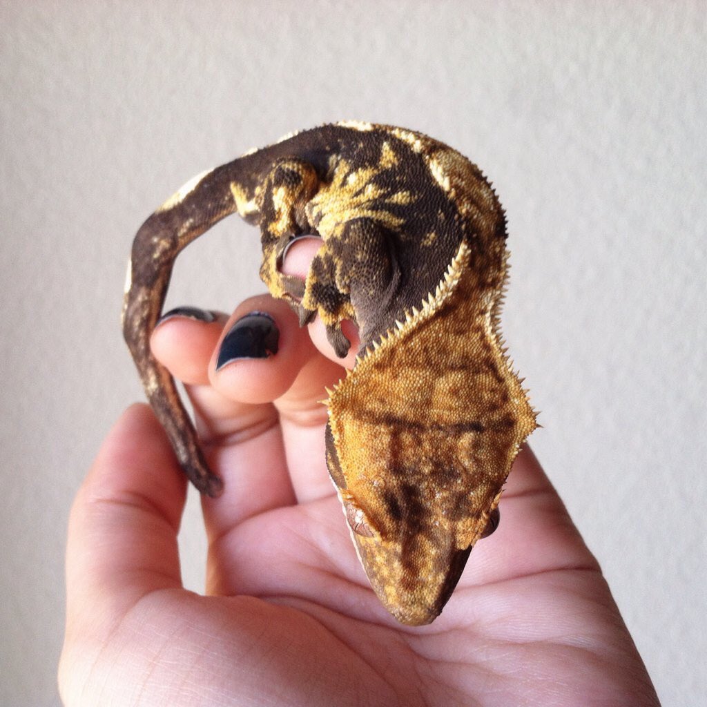 WeRateLizards's tweet photo. bruh what mascara do they use? need 2 cop 😩 9/10 https://t.co/FVmBIsHDKi