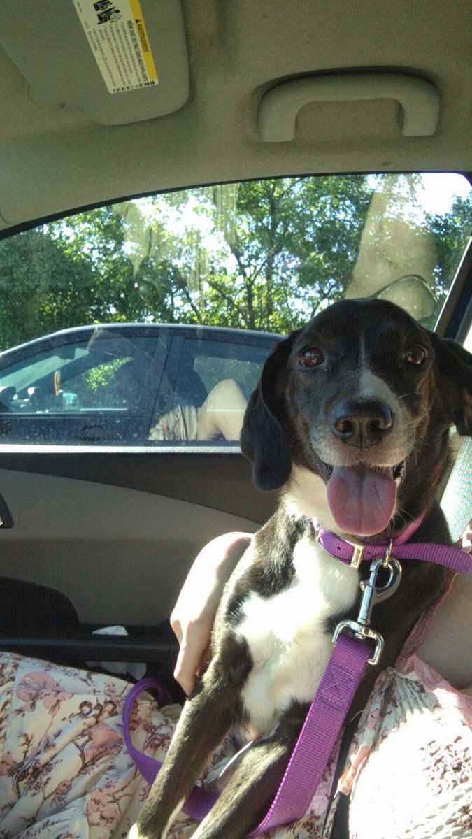 animalloop's tweet image. Rescued this sweet lady today!