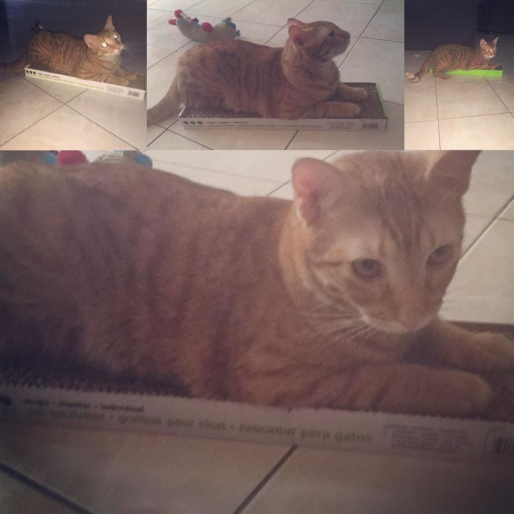 AmyQm's tweet photo. #Omega bebé tiene rascadero nuevo 😄😍 #OmegaTheCat #catlover #cats #kitty #tabbycat #tabbycats #tabbycatsofinstagram… https://t.co/jeOOuEWNxC