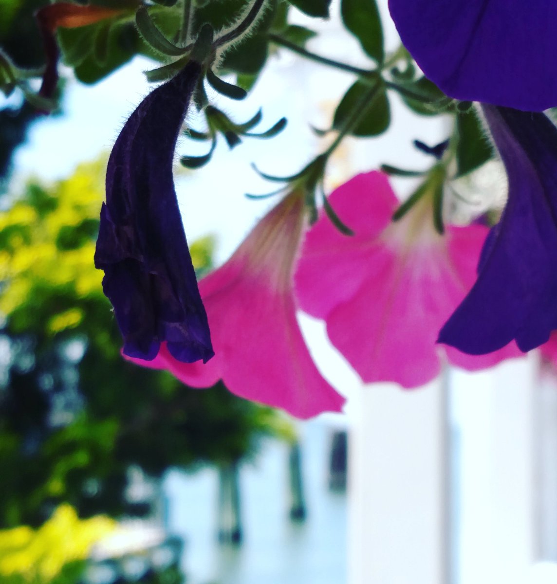 KatherineCHE's tweet photo. Another perspective on the #flowers. 💖 #flowersoftheday #FirstDayOfSummer 🌞 #danfords #portjeff #longisland #juneday https://t.co/JF8BBXc8HP