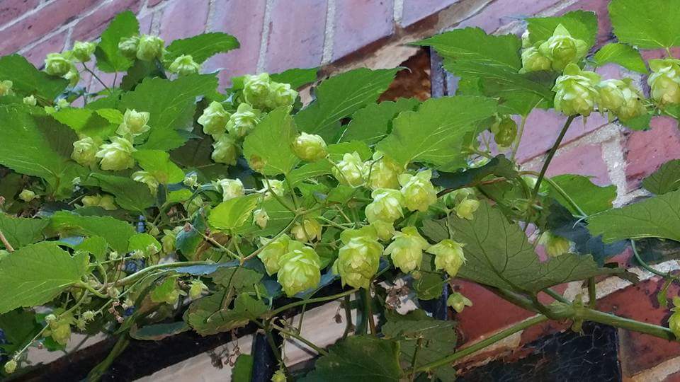 mainetaps's tweet photo. Its Summer! Check often & find your next beer! #summer #craftbeer #mainetaps #patiodrinking https://t.co/5oothR8u5d https://t.co/lyyq2RNb4T