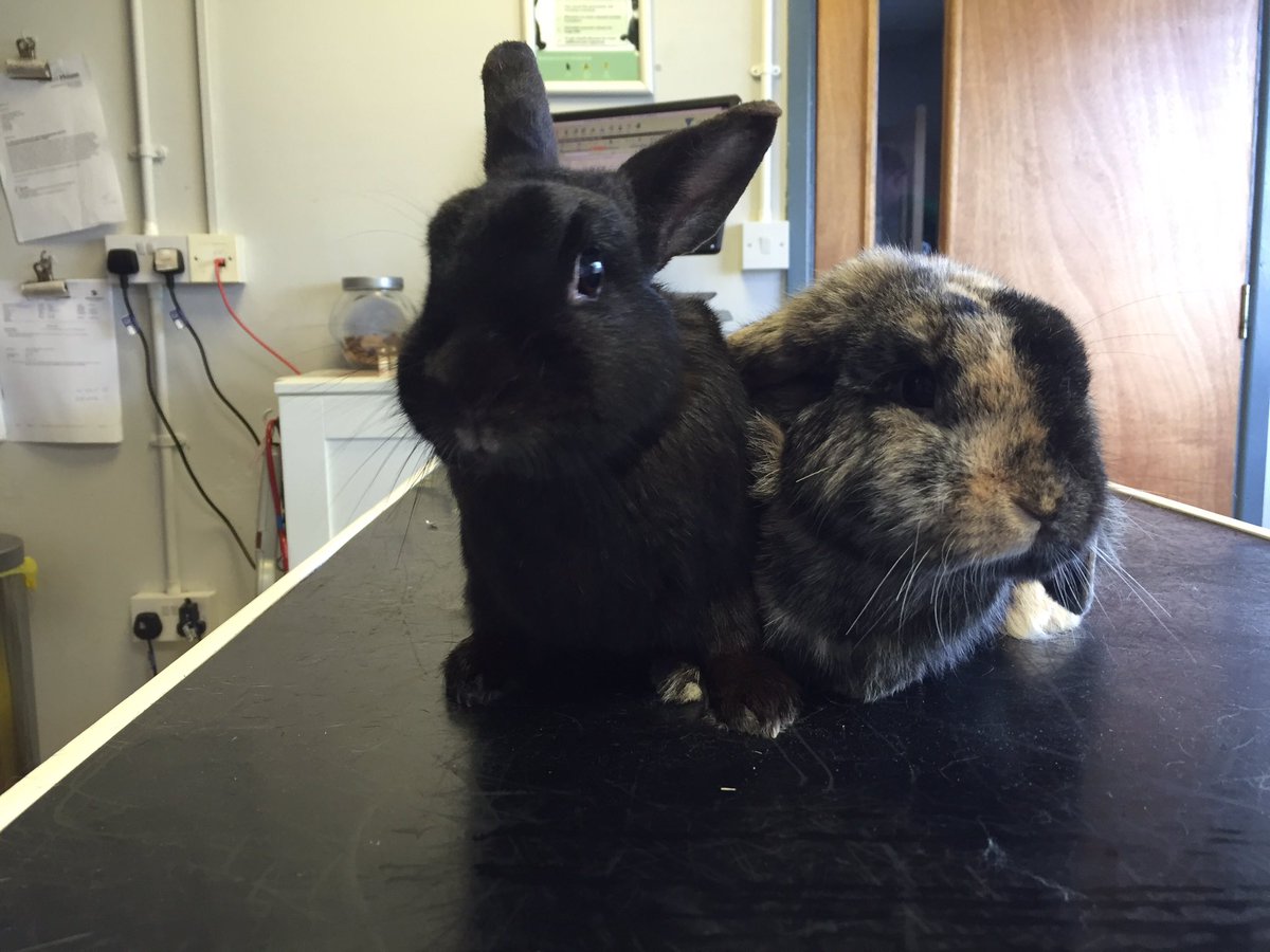 Buchananvets's tweet photo. @rabbitawareness is raising awareness of #buddiesforbunnies this year - as demonstrated by Bella &amp; Timmy today! ❤️ https://t.co/2QlK00URDD